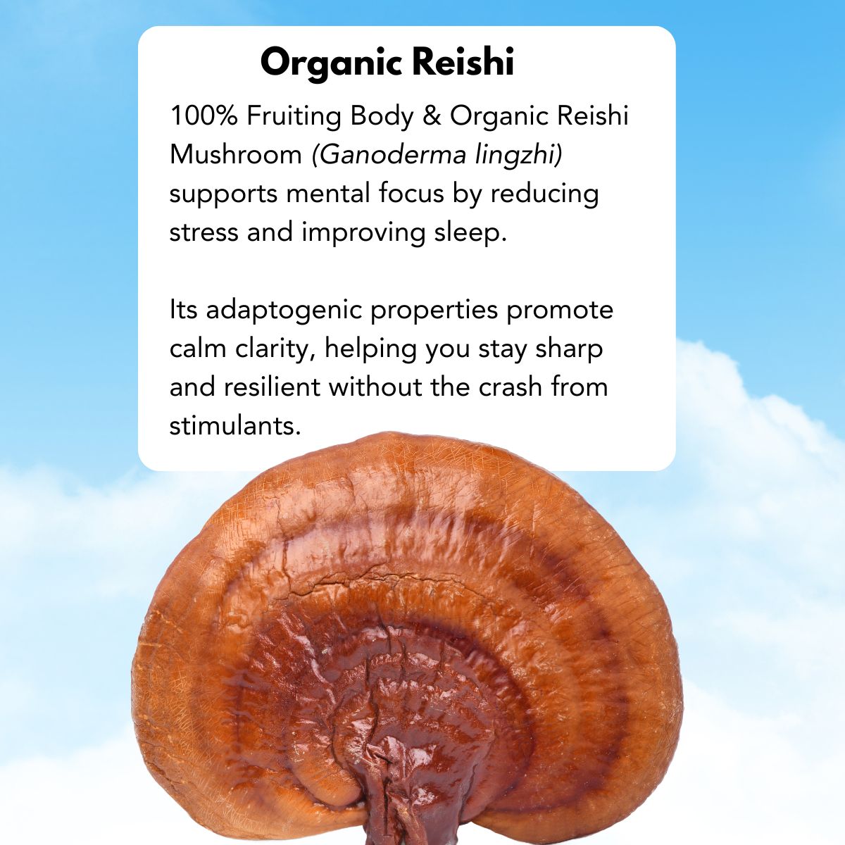 reishi37